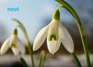 Šta znači kad visibabe procvjetaju prije kraja februara Evo kakvo nas čeka proljeće Šta znači kad visibabe procvjetaju prije kraja februara Evo kakvo nas čeka proljeće