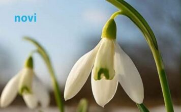 Šta znači kad visibabe procvjetaju prije kraja februara Evo kakvo nas čeka proljeće Šta znači kad visibabe procvjetaju prije kraja februara Evo kakvo nas čeka proljeće