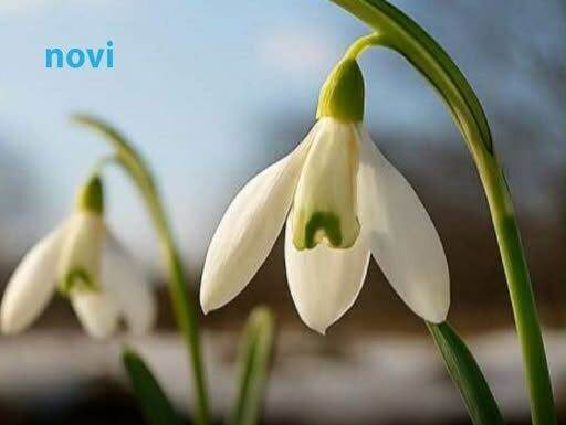 Šta znači kad visibabe procvjetaju prije kraja februara Evo kakvo nas čeka proljeće Šta znači kad visibabe procvjetaju prije kraja februara Evo kakvo nas čeka proljeće