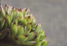 SVAKOG JUTRA PRIJE DORUČKA JELA JE LIST ČUVARKUĆE: Evo šta joj se DESILO POSLIJE mjesec dana SVAKOG JUTRA PRIJE DORUČKA JELA JE LIST ČUVARKUĆE: Evo šta joj se DESILO POSLIJE mjesec dana