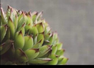 SVAKOG JUTRA PRIJE DORUČKA JELA JE LIST ČUVARKUĆE: Evo šta joj se DESILO POSLIJE mjesec dana SVAKOG JUTRA PRIJE DORUČKA JELA JE LIST ČUVARKUĆE: Evo šta joj se DESILO POSLIJE mjesec dana