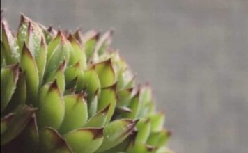 SVAKOG JUTRA PRIJE DORUČKA JELA JE LIST ČUVARKUĆE: Evo šta joj se DESILO POSLIJE mjesec dana SVAKOG JUTRA PRIJE DORUČKA JELA JE LIST ČUVARKUĆE: Evo šta joj se DESILO POSLIJE mjesec dana