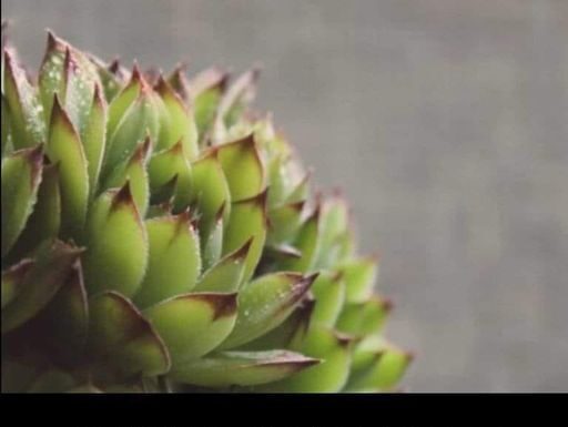 SVAKOG JUTRA PRIJE DORUČKA JELA JE LIST ČUVARKUĆE: Evo šta joj se DESILO POSLIJE mjesec dana SVAKOG JUTRA PRIJE DORUČKA JELA JE LIST ČUVARKUĆE: Evo šta joj se DESILO POSLIJE mjesec dana