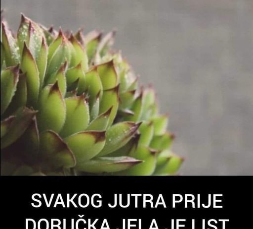 SVAKOG JUTRA PRIJE DORUČKA JELA JE LIST ČUVARKUĆE: Evo šta joj se DESILO POSLIJE mjesec dana SVAKOG JUTRA PRIJE DORUČKA JELA JE LIST ČUVARKUĆE: Evo šta joj se DESILO POSLIJE mjesec dana