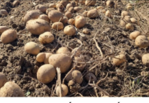 UBACITE 1 VOĆKU U VREĆU SA KROMPIROM I SPREČIĆETE KLIJANJE: Malo ko je znao da se u tome krije TRIK UBACITE 1 VOĆKU U VREĆU SA KROMPIROM I SPREČIĆETE KLIJANJE: Malo ko je znao da se u tome krije TRIK