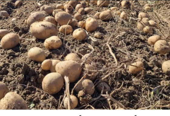 UBACITE 1 VOĆKU U VREĆU SA KROMPIROM I SPREČIĆETE KLIJANJE: Malo ko je znao da se u tome krije TRIK UBACITE 1 VOĆKU U VREĆU SA KROMPIROM I SPREČIĆETE KLIJANJE: Malo ko je znao da se u tome krije TRIK