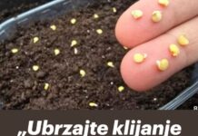 „Ubrzajte klijanje sjemena – svaka sjemenka klija 100 %.” „Ubrzajte klijanje sjemena – svaka sjemenka klija 100 %.”