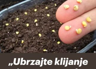 „Ubrzajte klijanje sjemena – svaka sjemenka klija 100 %.” „Ubrzajte klijanje sjemena – svaka sjemenka klija 100 %.”