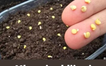 „Ubrzajte klijanje sjemena – svaka sjemenka klija 100 %.” „Ubrzajte klijanje sjemena – svaka sjemenka klija 100 %.”