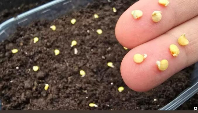 „Ubrzajte klijanje sjemena – svaka sjemenka klija 100 %.” „Ubrzajte klijanje sjemena – svaka sjemenka klija 100 %.”