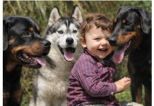 Veterinar objasnio da 5 rasa pasa nipošto ne treba držati blizu dece: Njima ne treba verovati Veterinar objasnio da 5 rasa pasa nipošto ne treba držati blizu dece: Njima ne treba verovati