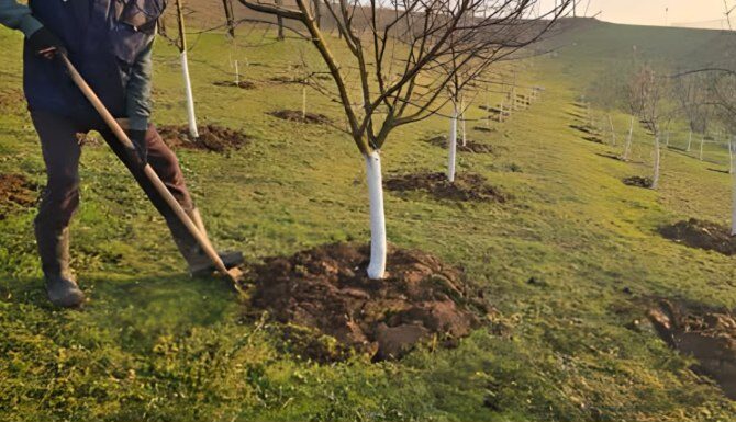 „Voćari, pažnja! Radovi u februaru koji izravno određuju kvalitetu plodova.” „Voćari, pažnja! Radovi u februaru koji izravno određuju kvalitetu plodova.”