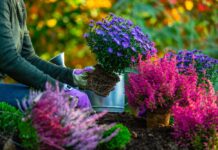 Vodič korak po korak kako da oživljavite vaše bašte u proleće Vodič korak po korak kako da oživljavite vaše bašte u proleće