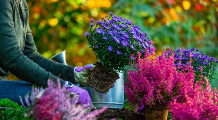 Vodič korak po korak kako da oživljavite vaše bašte u proleće Vodič korak po korak kako da oživljavite vaše bašte u proleće