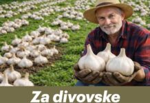 Za divovske glavice češnjaka uradite OVO u februaru Za divovske glavice češnjaka uradite OVO u februaru