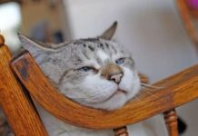 Znate li KOLIKO je vaša mačka ZAPRAVO stara: EVO kako se računaju MAČIJE GODINE Znate li KOLIKO je vaša mačka ZAPRAVO stara: EVO kako se računaju MAČIJE GODINE