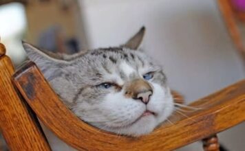 Znate li KOLIKO je vaša mačka ZAPRAVO stara: EVO kako se računaju MAČIJE GODINE Znate li KOLIKO je vaša mačka ZAPRAVO stara: EVO kako se računaju MAČIJE GODINE