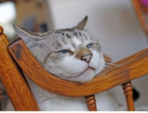 Znate li KOLIKO je vaša mačka ZAPRAVO stara: EVO kako se računaju MAČIJE GODINE Znate li KOLIKO je vaša mačka ZAPRAVO stara: EVO kako se računaju MAČIJE GODINE