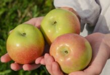 Znate li šta se događa u telu ako svaki dan pojedete jabuku? Znate li šta se događa u telu ako svaki dan pojedete jabuku?