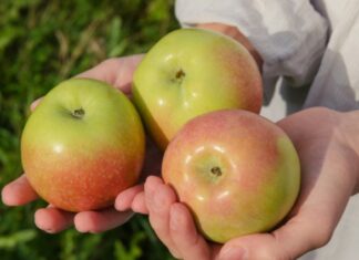 Znate li šta se događa u telu ako svaki dan pojedete jabuku? Znate li šta se događa u telu ako svaki dan pojedete jabuku?