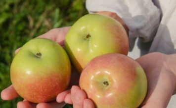Znate li šta se događa u telu ako svaki dan pojedete jabuku? Znate li šta se događa u telu ako svaki dan pojedete jabuku?