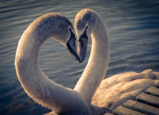 10 životinja koje su romantičnije od ljudi 10 životinja koje su romantičnije od ljudi