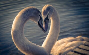 10 životinja koje su romantičnije od ljudi 10 životinja koje su romantičnije od ljudi