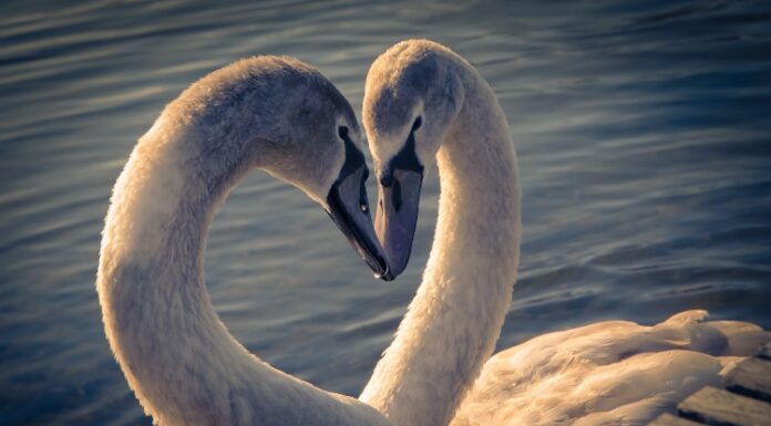 10 životinja koje su romantičnije od ljudi 10 životinja koje su romantičnije od ljudi
