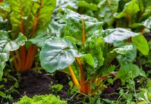 16 vrsta povrća koje odlično raste u hladu: Možete ga posaditi i pored trotoara iza kuće – rađaće kao ludo 16 vrsta povrća koje odlično raste u hladu: Možete ga posaditi i pored trotoara iza kuće - rađaće kao ludo