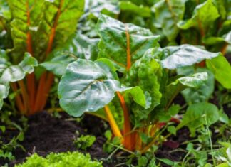 16 vrsta povrća koje odlično raste u hladu: Možete ga posaditi i pored trotoara iza kuće – rađaće kao ludo 16 vrsta povrća koje odlično raste u hladu: Možete ga posaditi i pored trotoara iza kuće - rađaće kao ludo