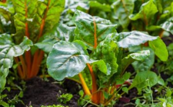 16 vrsta povrća koje odlično raste u hladu: Možete ga posaditi i pored trotoara iza kuće – rađaće kao ludo 16 vrsta povrća koje odlično raste u hladu: Možete ga posaditi i pored trotoara iza kuće - rađaće kao ludo