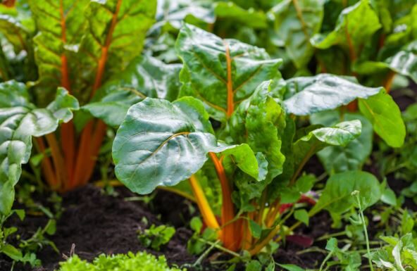 16 vrsta povrća koje odlično raste u hladu: Možete ga posaditi i pored trotoara iza kuće – rađaće kao ludo 16 vrsta povrća koje odlično raste u hladu: Možete ga posaditi i pored trotoara iza kuće - rađaće kao ludo