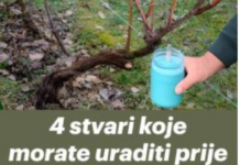 4 stvari koje morate uraditi prije nego što se loza probudi – za bogatu berbu 4 stvari koje morate uraditi prije nego što se loza probudi – za bogatu berbu