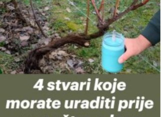 4 stvari koje morate uraditi prije nego što se loza probudi – za bogatu berbu 4 stvari koje morate uraditi prije nego što se loza probudi – za bogatu berbu
