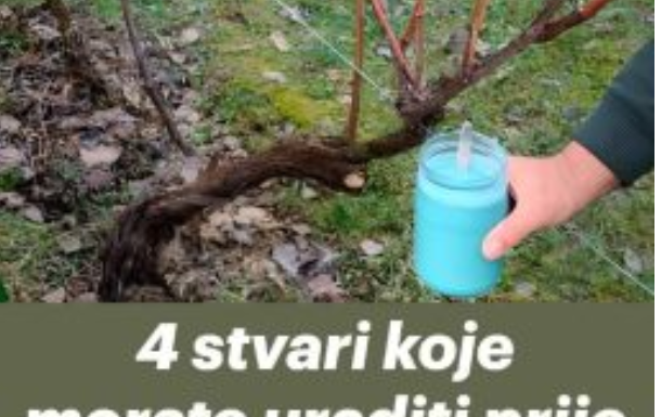 4 stvari koje morate uraditi prije nego što se loza probudi – za bogatu berbu 4 stvari koje morate uraditi prije nego što se loza probudi – za bogatu berbu