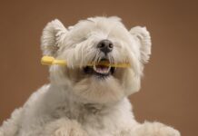 5 načina da se izborite sa rastom zuba vašeg psa 5 načina da se izborite sa rastom zuba vašeg psa