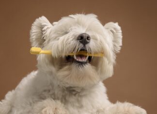 5 načina da se izborite sa rastom zuba vašeg psa 5 načina da se izborite sa rastom zuba vašeg psa