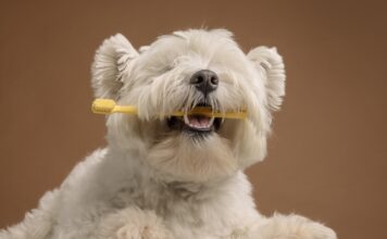 5 načina da se izborite sa rastom zuba vašeg psa 5 načina da se izborite sa rastom zuba vašeg psa