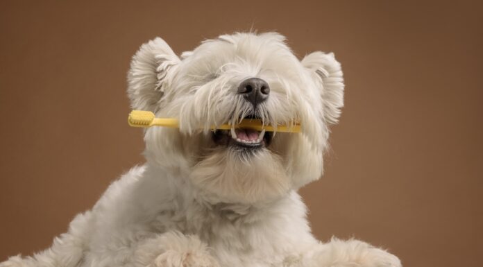 5 načina da se izborite sa rastom zuba vašeg psa 5 načina da se izborite sa rastom zuba vašeg psa