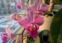 5 osnovnih koraka koje treba uraditi sa orhidejom u aprilu: Cvetovi će biti bujniji i dugotrajniji 5 osnovnih koraka koje treba uraditi sa orhidejom u aprilu: Cvetovi će biti bujniji i dugotrajniji