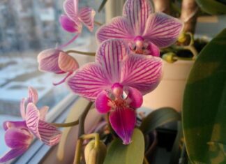 5 osnovnih koraka koje treba uraditi sa orhidejom u aprilu: Cvetovi će biti bujniji i dugotrajniji 5 osnovnih koraka koje treba uraditi sa orhidejom u aprilu: Cvetovi će biti bujniji i dugotrajniji