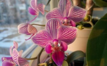 5 osnovnih koraka koje treba uraditi sa orhidejom u aprilu: Cvetovi će biti bujniji i dugotrajniji 5 osnovnih koraka koje treba uraditi sa orhidejom u aprilu: Cvetovi će biti bujniji i dugotrajniji