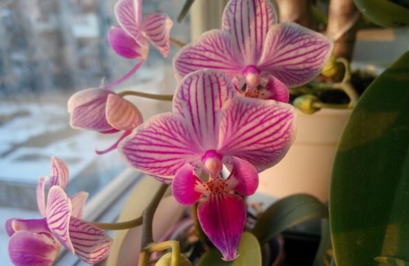 5 osnovnih koraka koje treba uraditi sa orhidejom u aprilu: Cvetovi će biti bujniji i dugotrajniji 5 osnovnih koraka koje treba uraditi sa orhidejom u aprilu: Cvetovi će biti bujniji i dugotrajniji