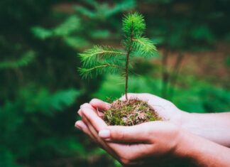 6 drveća koje ne valja saditi u dvorištu: Mogu napraviti ozbiljne probleme, tvrde baštovani 6 drveća koje ne valja saditi u dvorištu: Mogu napraviti ozbiljne probleme, tvrde baštovani