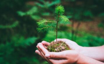 6 drveća koje ne valja saditi u dvorištu: Mogu napraviti ozbiljne probleme, tvrde baštovani 6 drveća koje ne valja saditi u dvorištu: Mogu napraviti ozbiljne probleme, tvrde baštovani