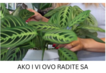 AKO I VI OVO RADITE SA SOBNIM BILJKAMA, ODMAH PRESTANITE: 5 grešaka koje skoro svi prave a “smrt” su za cveće u kući! AKO I VI OVO RADITE SA SOBNIM BILJKAMA, ODMAH PRESTANITE: 5 grešaka koje skoro svi prave a “smrt” su za cveće u kući!