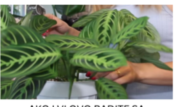 AKO I VI OVO RADITE SA SOBNIM BILJKAMA, ODMAH PRESTANITE: 5 grešaka koje skoro svi prave a “smrt” su za cveće u kući! AKO I VI OVO RADITE SA SOBNIM BILJKAMA, ODMAH PRESTANITE: 5 grešaka koje skoro svi prave a “smrt” su za cveće u kući!