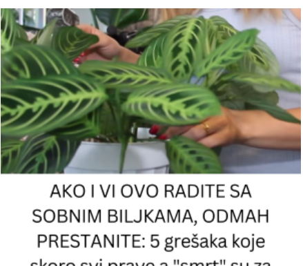 AKO I VI OVO RADITE SA SOBNIM BILJKAMA, ODMAH PRESTANITE: 5 grešaka koje skoro svi prave a “smrt” su za cveće u kući! AKO I VI OVO RADITE SA SOBNIM BILJKAMA, ODMAH PRESTANITE: 5 grešaka koje skoro svi prave a “smrt” su za cveće u kući!