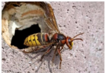 AKO VAS UBODE STRŠLJEN: Da biste spasili sebi život i izbjegli alergijske reakcije – EVO ŠTA ODMAH MORATE URADITI AKO VAS UBODE STRŠLJEN: Da biste spasili sebi život i izbjegli alergijske reakcije – EVO ŠTA ODMAH MORATE URADITI