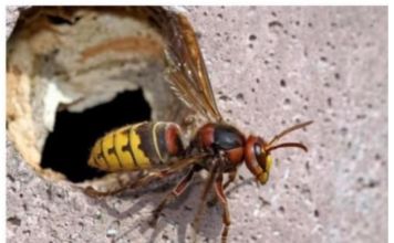 AKO VAS UBODE STRŠLJEN: Da biste spasili sebi život i izbjegli alergijske reakcije – EVO ŠTA ODMAH MORATE URADITI AKO VAS UBODE STRŠLJEN: Da biste spasili sebi život i izbjegli alergijske reakcije – EVO ŠTA ODMAH MORATE URADITI